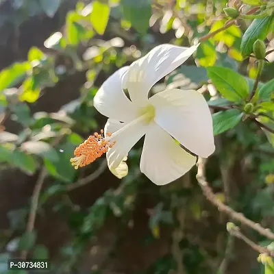 Ukanda Hibiscus Plant Hibiscus White Live Flower Plant Disha-90045-thumb0