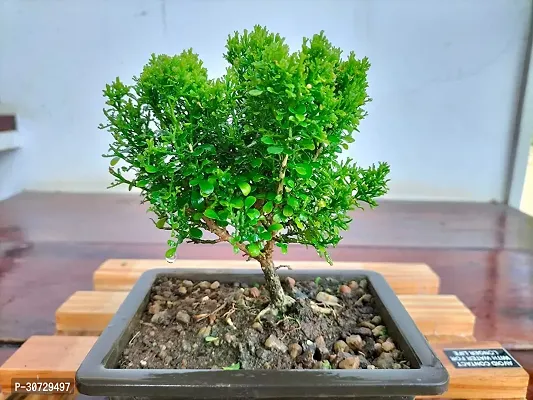 Ukanda Madhu Kamini Plant Madhukamini Mini Rare Bonsai Plants | Indoor Real Bonsai Live Plants-thumb0