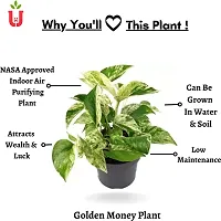 Ukanda Money Plant Ultima Gardening, Golden Money Plant, Ornamental Indoor Plant-thumb1