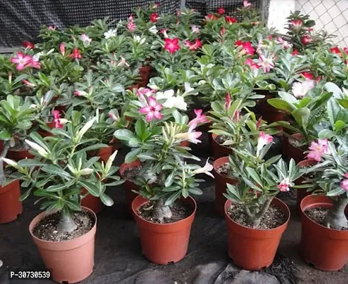 Ukanda Adenium Plant Adenium 1-thumb0