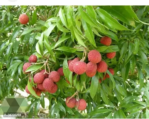 Ukanda Litchi Plant Latchi Fruit Plant-thumb3