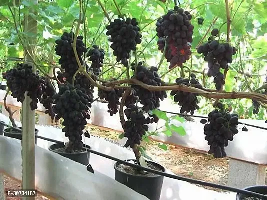 Ukanda Grape Plant PlantsPoint_488-thumb0