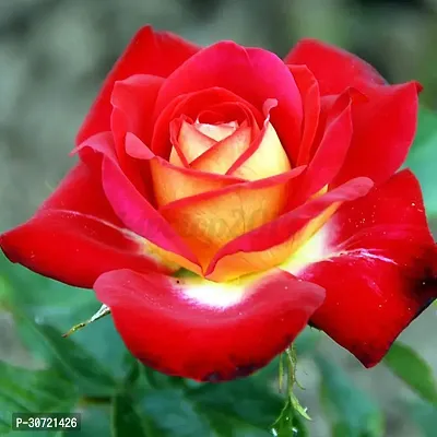 Ukanda Rose Plant red rose5-thumb0