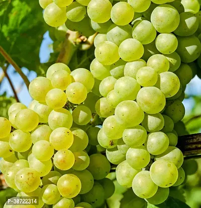 Ukanda Grapes Plant Green grapes plant-thumb2