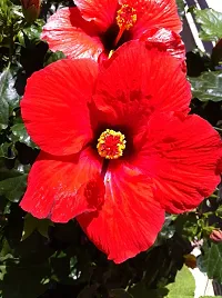 Ukanda Hibiscus Plant red hibiscus4-thumb1