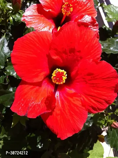 Ukanda Hibiscus Plant red hibiscus4-thumb2