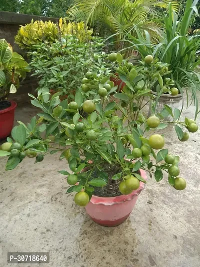 Ukanda Lemon Plant Lemon Plant 142-thumb0