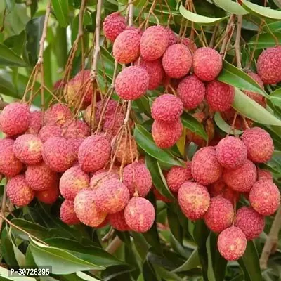 Ukanda Litchi Plant Sweet Litchi 1.5ft HealthyFresh Short Time Fruit Plant with Polly Bag-thumb0