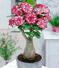 Ukanda Adenium Plant ADENIUM PLANT DD-thumb1