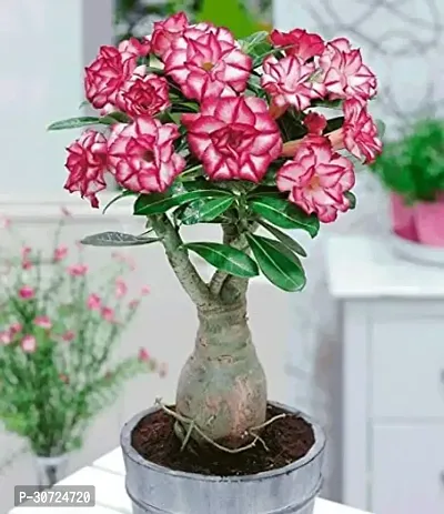 Ukanda Adenium Plant ADENIUM PLANT DD-thumb2