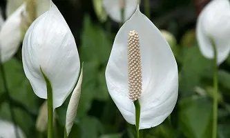 Ukanda Peace Lily Plant Live Peace Lily Plant with Nursery pot-thumb1