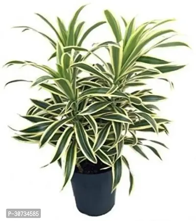 Ukanda Dracaena Plant dvrac-thumb0