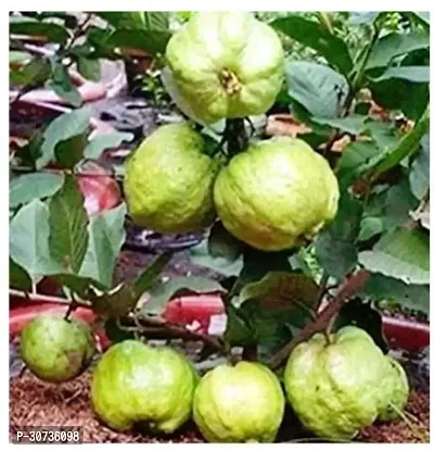 Ukanda Guava Plant Thailand GuavaAmrood Fruit-thumb0