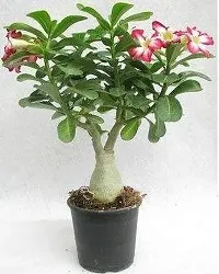 Ukanda Adenium Plant Adenium-thumb2