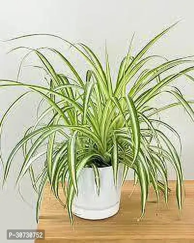 Ukanda Spider Plant SPIDER PLANT-thumb3