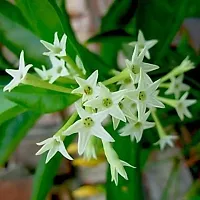 Ukanda Night Bloom Jasmine Plant RatraniNight blooming Jasmine plant-thumb1