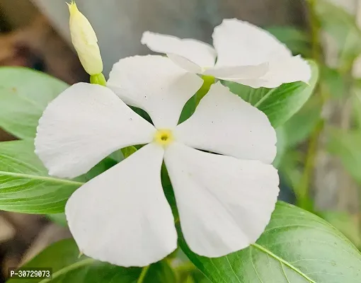 Ukanda Sadabahar Plant White Sadabahar Plant-thumb2