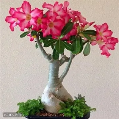 Ukanda Adenium Plant adenium plant 4022-thumb0