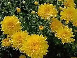 Ukanda Chrysanthemums Guldavari Plant CHANDRAMALLIKA PLANT GGF-thumb2