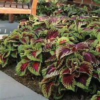 Ukanda Coleus Plant Coleus plant-thumb1