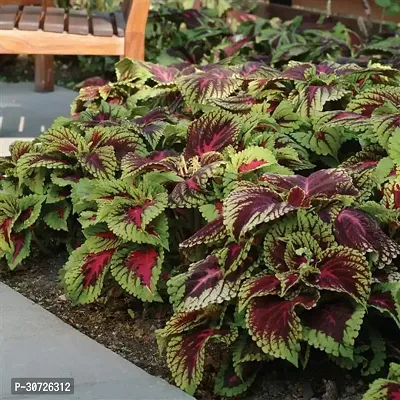 Ukanda Coleus Plant Coleus plant-thumb2