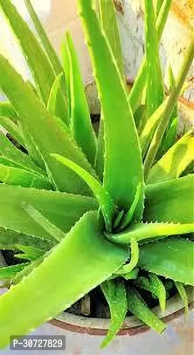 Ukanda Aloe Vera Plant Aloe Vera Plant 008-thumb0