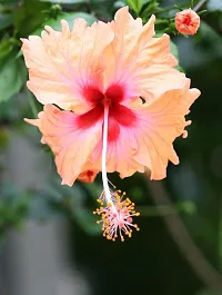 Ukanda Hibiscus Plant hibiscus plant 8020-thumb1