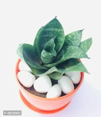 Ukanda Snake Plant sanke88-thumb0