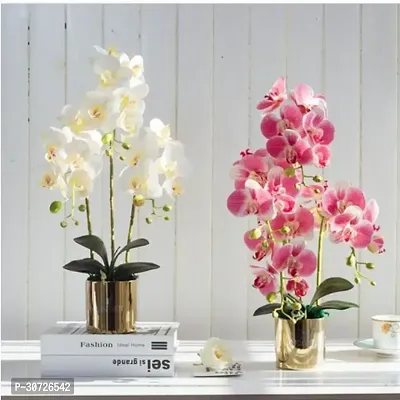 Ukanda Orchid Plant Exotic Orchid Indoor Live Flower Plant_Pack of _ WhitePink Color CF73-thumb0