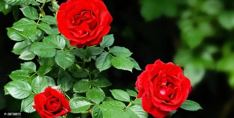 Ukanda Rose Plant red rose40-thumb0