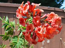 Ukanda Tecoma Plant Red Tecoma Plant-thumb1