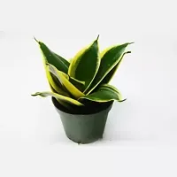 Ukanda Snake Plant Snake Plant-thumb1