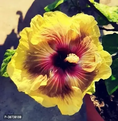 Ukanda Hibiscus Plant Rare Varieties Australian Hibiscus Flower plant {A5-thumb0