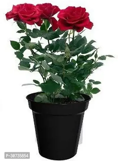 Ukanda Rose Plant BHJG32-thumb0