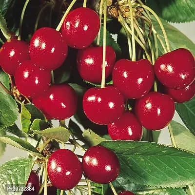 Ukanda Cherry Fruit Plant Cherry Fruit Plant Form Shopping Sale Bazar-thumb0