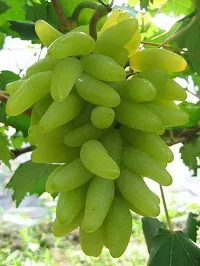 Ukanda Grapes Plant Live Green Long Grapes Fruit Plant - Healthy Sweet Fruit Plant-thumb1