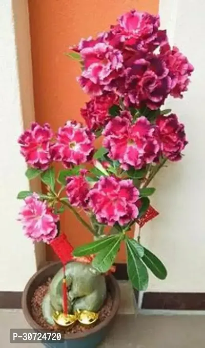 Ukanda Adenium Plant ADENIUM PLANT DD-thumb0