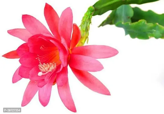 Ukanda Lily Plant Epiphyllum PINK Jungle Cactus Orchid-thumb0