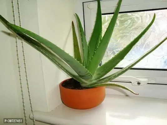 Ukanda Aloe Vera Plant 1P111-thumb0