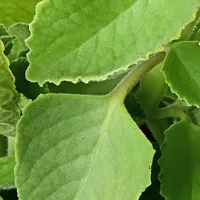 Ukanda Ajwain Plant Ajwain (Mexican Mint) Natural Live Plant-thumb2