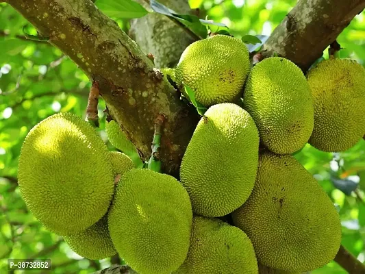 Ukanda Jackfruit Plant Jackfruit Plant (001)-thumb0