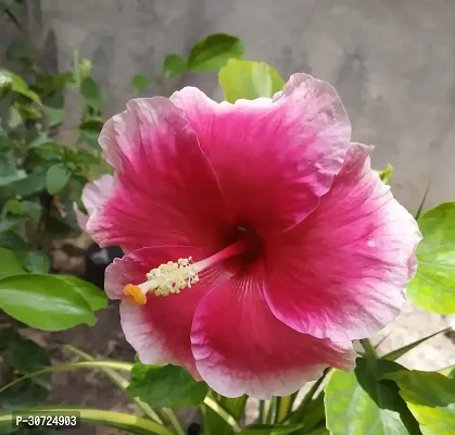 Ukanda Hibiscus Plant PPB4- Hibiscus plant-thumb0