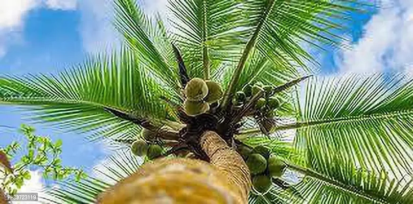 Ukanda Coconut Plant Coconut PlantF1-thumb0