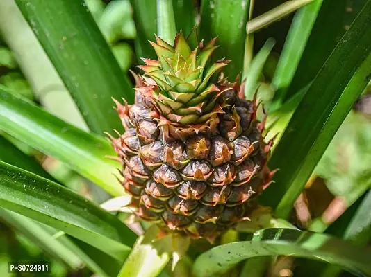 Ukanda Pine Apple Plant PINE APPLE CHILD PLANT-thumb0