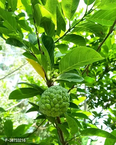 Ukanda Custard Apple Plant Custard Apple Live Plant Disha-30900311-thumb0