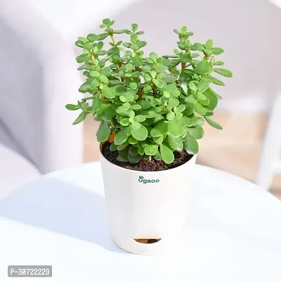 Ukanda Jade Plant JADE PLANT UIO-thumb0