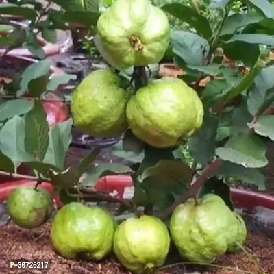 Ukanda Guava Plant Guava Thai Dwarf Inside Pink-thumb2