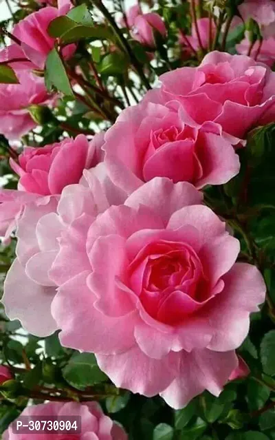 Ukanda Rose Plant ZIXAM Rose Plant (pink rose)-thumb0