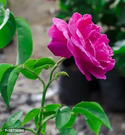 Ukanda Rose Plant Hybrid All Season Live Rose Plant-thumb0