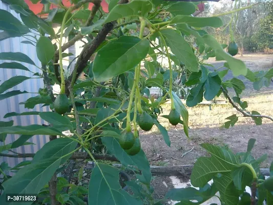 Ukanda Avocado Plant EVAVOD30-thumb0